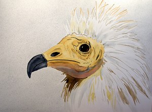 Ruth Tatter: Fading - Egyptian Vulture