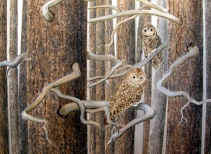 Ruth Tatter: Under the Radar - Spotted Owls